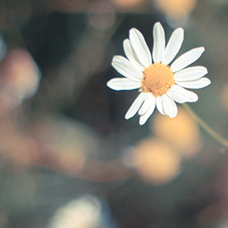 网页版呼叫在线轰炸电话